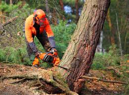 Best Tree Mulching  in Deer Park, WA