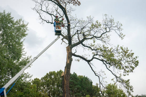 Best Fruit Tree Pruning  in Deer Park, WA