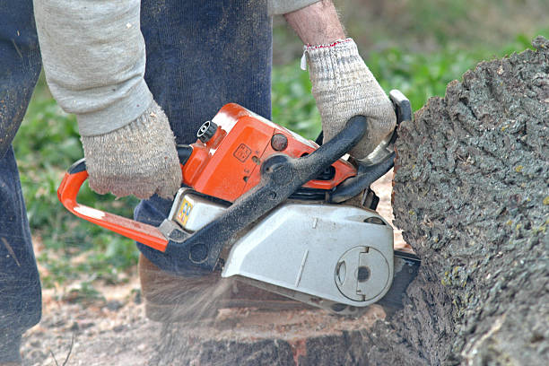 Best Tree Health Inspection  in Deer Park, WA