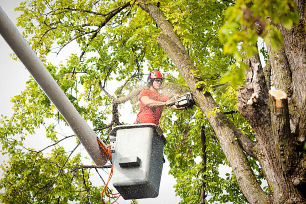 Best Stump Grinding and Removal  in Deer Park, WA