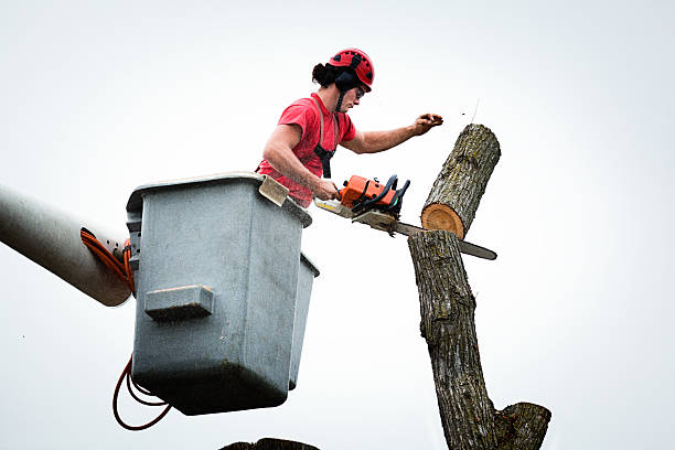 Best Tree Trimming and Pruning  in Deer Park, WA
